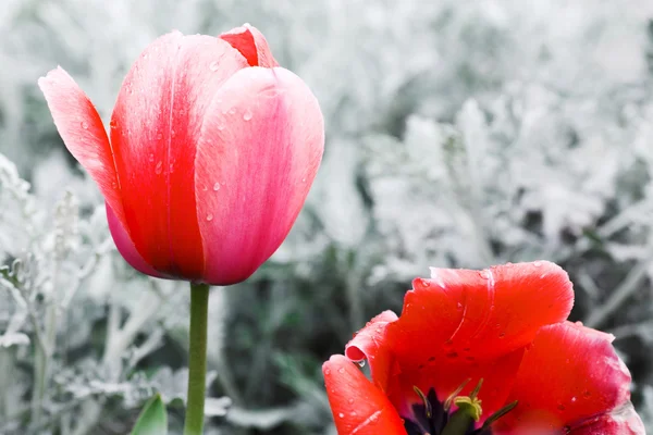 Prado tulipas vermelhas — Fotografia de Stock