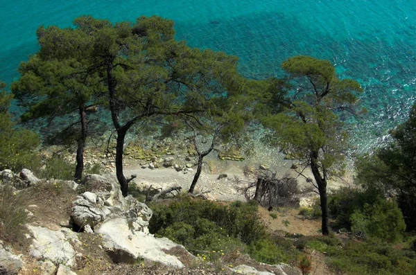 Algunos pinos cerca del mar — Foto de Stock