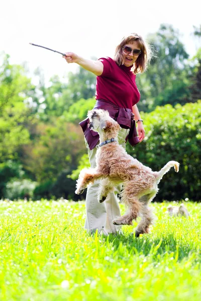 緑の芝生の上に jumiping 犬 — ストック写真
