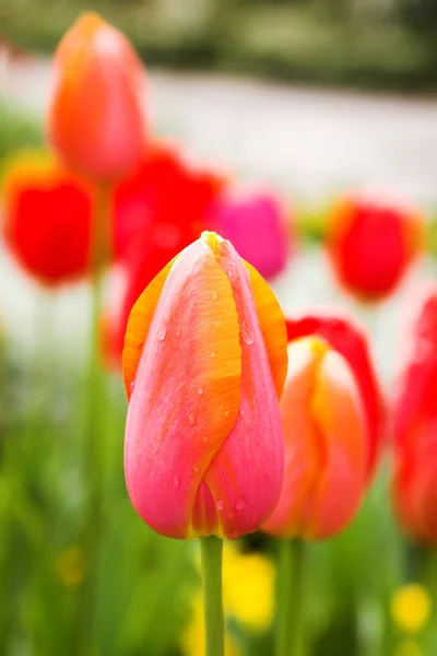 Prato di tulipani rossi — Foto Stock