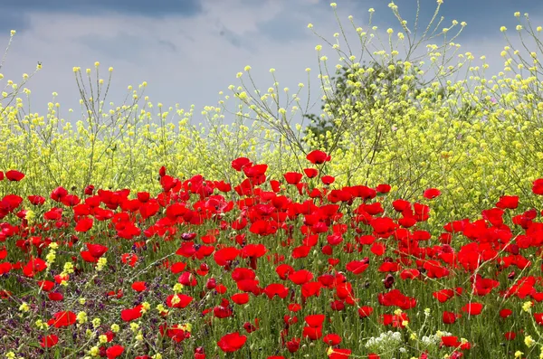 Poppies and yellow flowes — Stock Photo, Image