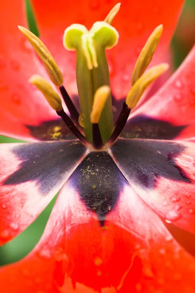 Närbild röd tulpan — Stockfoto