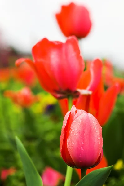 Röda tulpaner äng — Stockfoto