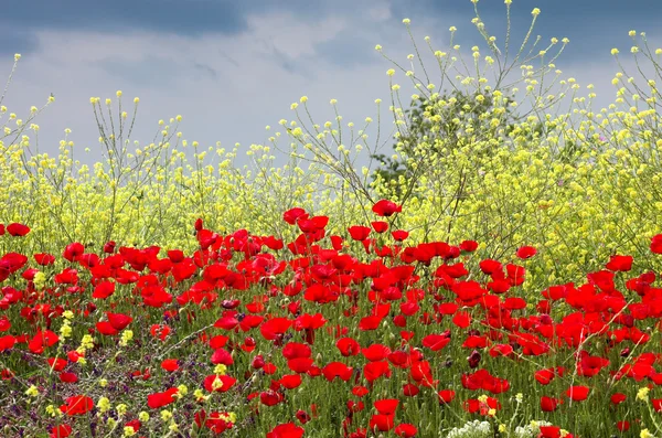 Rote Mohnblumen und gelbe Blumen — Stockfoto