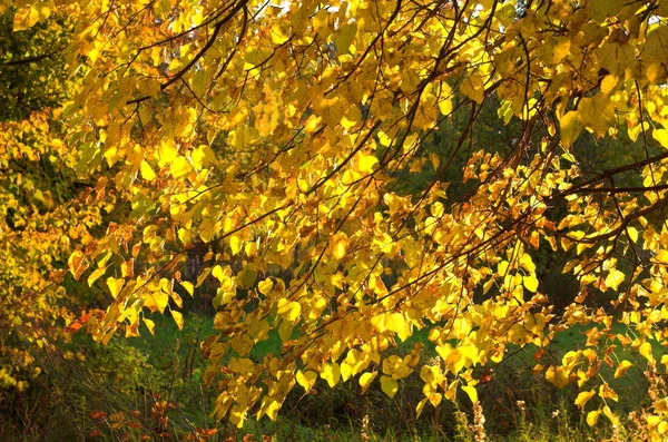 Autumn gold leaves — Stock Photo, Image