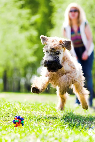 Running dog on green grass Stock Image