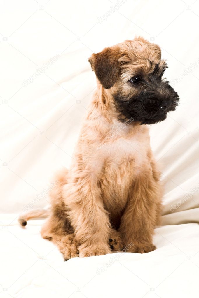Small brown puppy