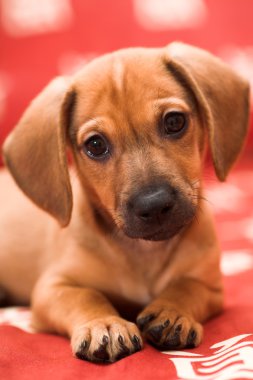 Dachshund puppy clipart