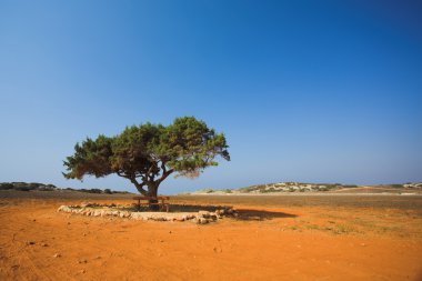 Alone tree in stone desert clipart