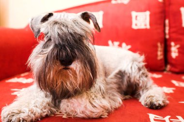 minischnauzer köpek