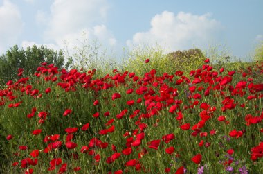 Poppies and sky 2 clipart