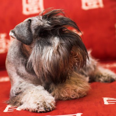 minischnauzer köpek