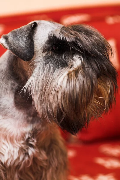 Minischnauzer-koira — kuvapankkivalokuva