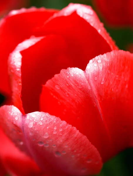Крупный красный тюльпан — стоковое фото