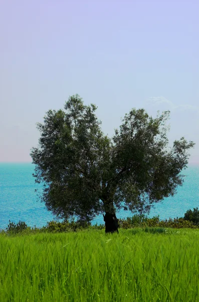 Allein Olivenbaum auf dem Feld — Stockfoto