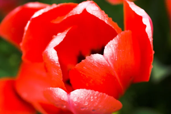 Close-up tulipa vermelha — Fotografia de Stock