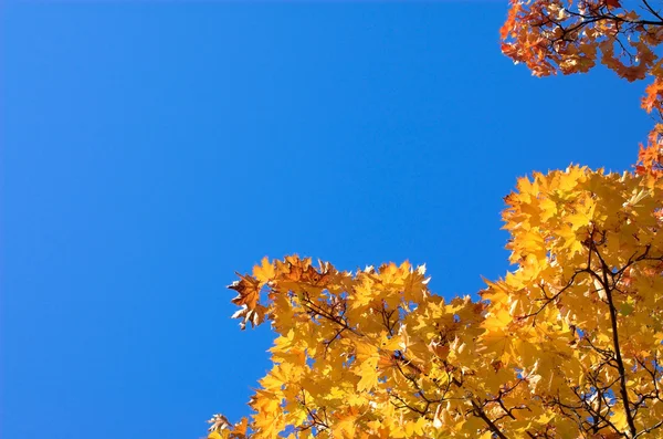 Помаранчеві листя Діагональ — стокове фото