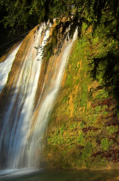 滝と枝 — ストック写真