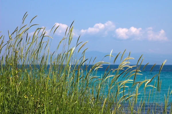 Gräs, havet ans blå himmel — Stockfoto