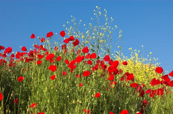 Poppies and sky 3 — Stock Photo, Image