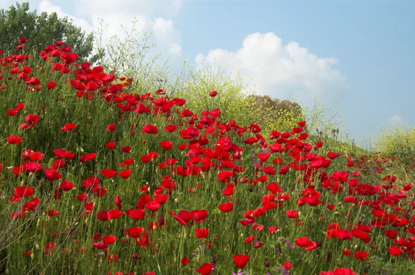Poppies and sky diagonal — Stock Photo, Image