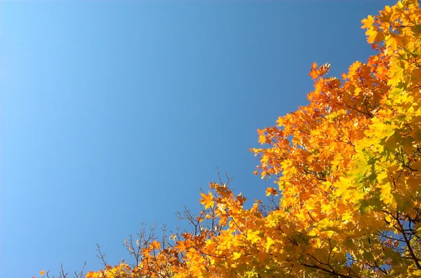 Maple leaves diagonal — Stock Photo, Image