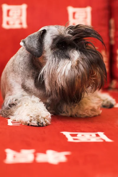 Minischnauzer câine — Fotografie, imagine de stoc