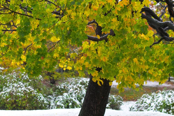 Канадського кленового листя — стокове фото