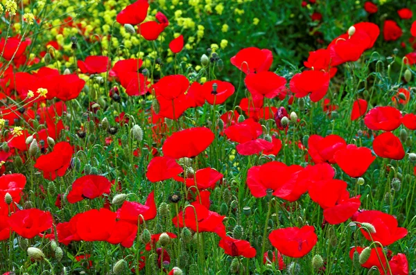 Red poppies and yellow flowers — Stock Photo, Image