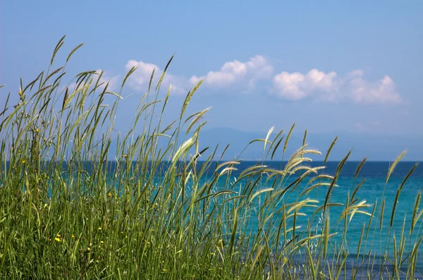Un poco de hierba cerca del mar — Foto de Stock