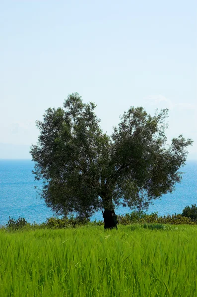 Olivo solitario sul campo — Foto Stock
