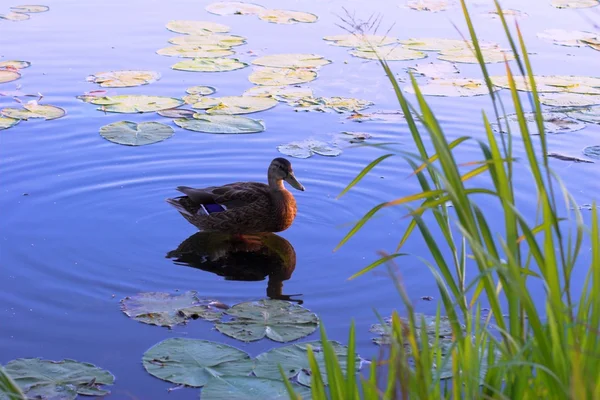 stock image Duck on surface of lake