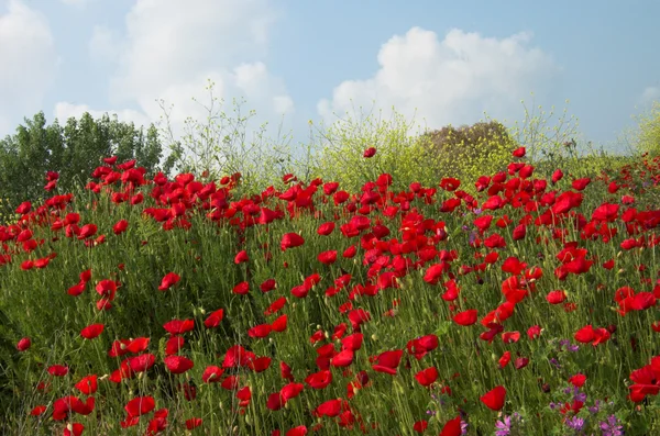 Poppies and sky 2 — Stock Photo, Image