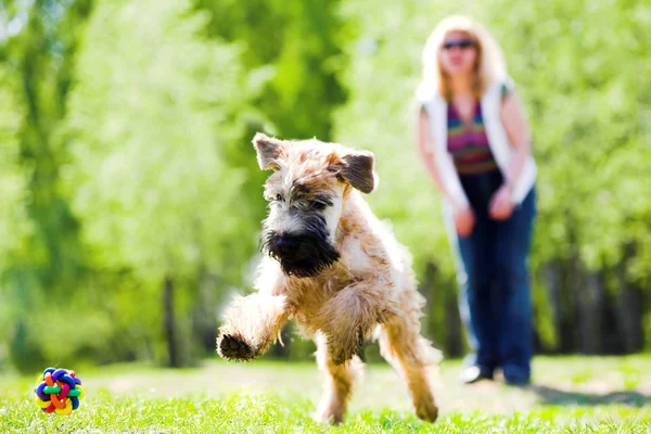 Löpande hund på grönt gräs — Stockfoto