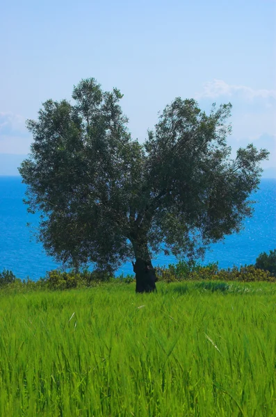 田野里的橄榄树 — 图库照片