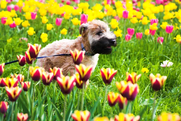 Cane che corre su Tulipani — Foto Stock