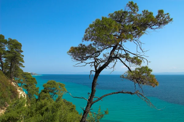Pines near the ocean — Stok fotoğraf