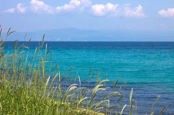 Gras, Meer und blauer Himmel — Stockfoto