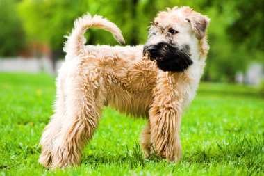 Irish soft coated wheaten terrier clipart