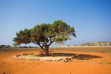 Alone tree in stone desert clipart