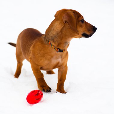 Dachshund Köpek üstünde kar