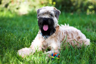 Irish soft coated wheaten terrier clipart