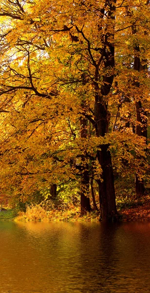 Podzimní strom v lese — Stock fotografie