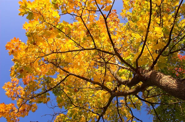 Gold maple tree — Stock Photo, Image