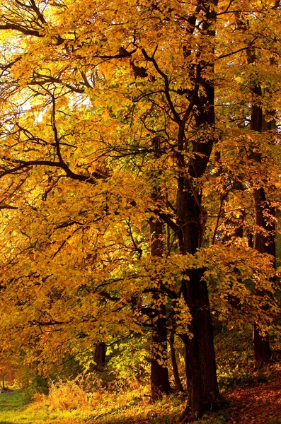 Őszi fa az erdő — Stock Fotó