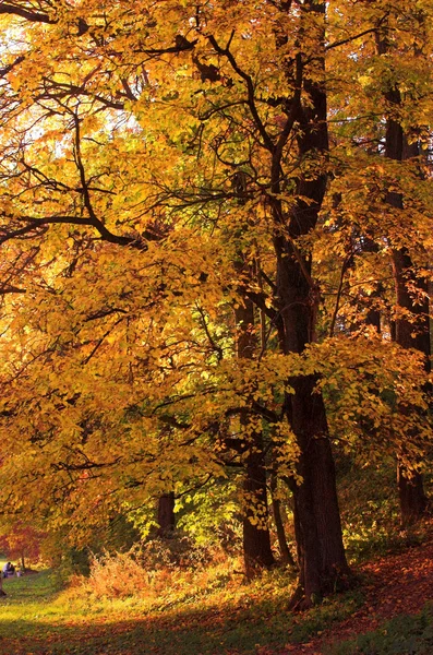 Onange podzimní strom — Stock fotografie