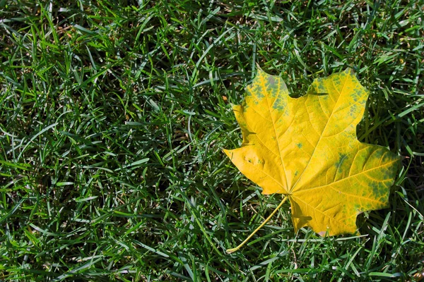 Single yellow maple leaf — Stock Photo, Image