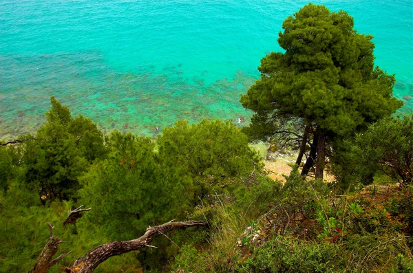 Pines near the seaside — Stock Photo, Image