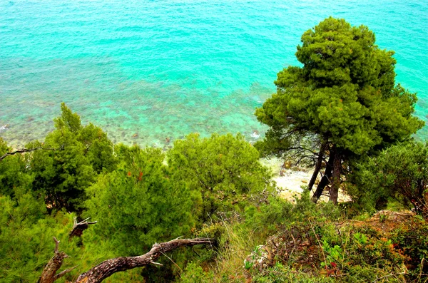 Çam ağaçları deniz kenarında — Stok fotoğraf