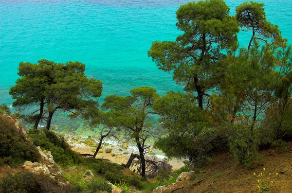 Pines near the coast — Stock Photo, Image
